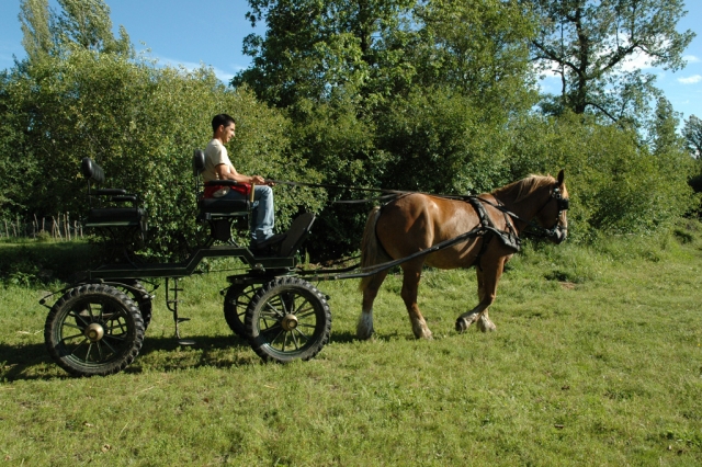 Paseo en nuestro carro de caballos